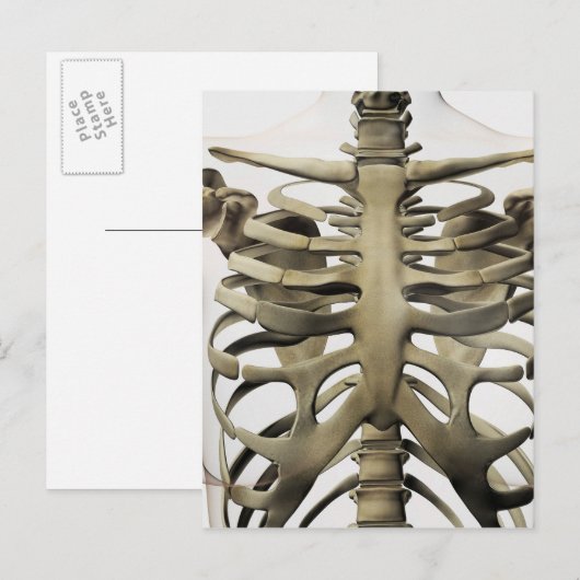 3D Uitzicht van Vrouw sternum- en ribkooien Briefkaart (Voorkant / Achterkant)