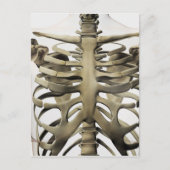 3D Uitzicht van Vrouw sternum- en ribkooien Briefkaart (Voorkant)