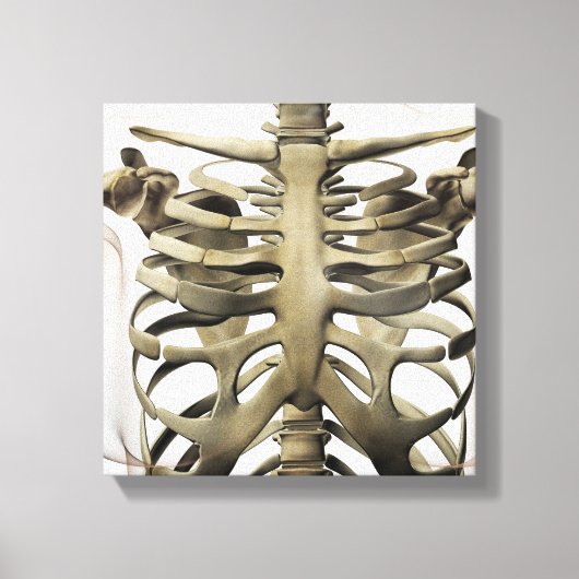 3D Uitzicht van Vrouw sternum- en ribkooien Canvas Afdruk (Voorkant)