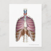 3d weergave van de ademhalingswegen briefkaart (Voorkant)