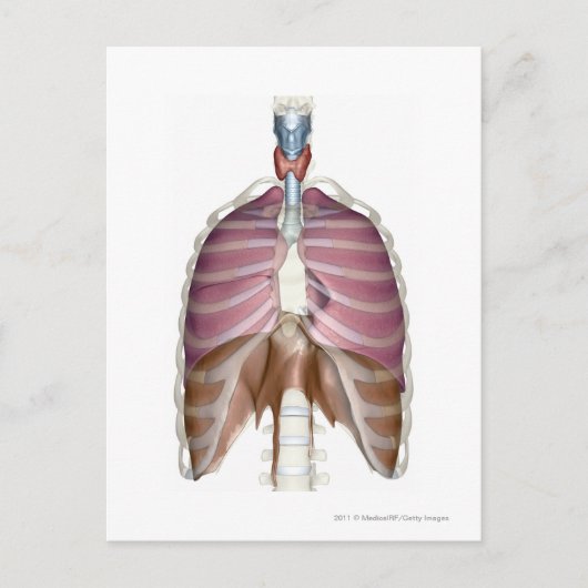 3d weergave van de ademhalingswegen briefkaart (Voorkant)