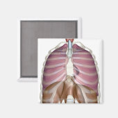 3d weergave van de ademhalingswegen magneet (Voorkant / Achterkant)