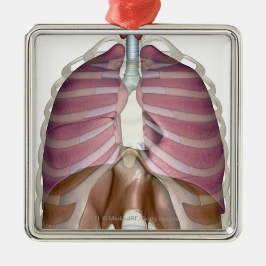 3d weergave van de ademhalingswegen metalen ornament (Voorkant)