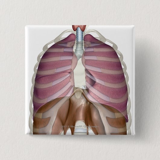 3d weergave van de ademhalingswegen vierkante button 5,1 cm (Voorkant)