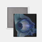 3d wireframe van de oogspieren in een socket magneet (Voorkant / Achterkant)