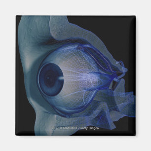 3d wireframe van de oogspieren in een socket magneet
