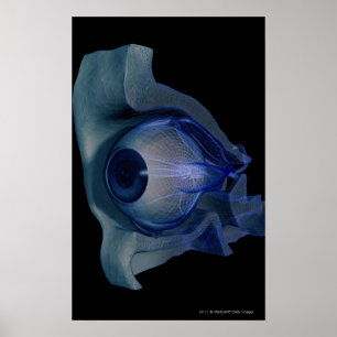 3d wireframe van de oogspieren in een socket poster