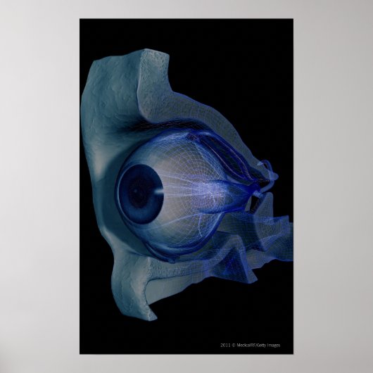 3d wireframe van de oogspieren in een socket poster (Voorkant)