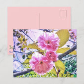3PINK BLOSSOMS LIGHT BRIEFKAART (Voorkant / Achterkant)