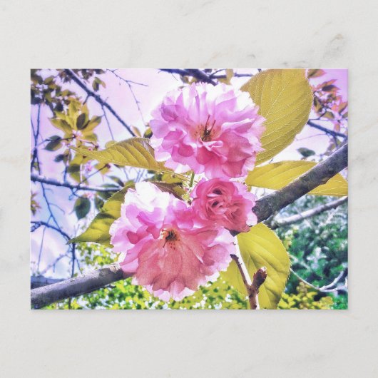 3PINK BLOSSOMS LIGHT BRIEFKAART (Voorkant)