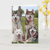 **40E** BIRTHDAY-HUMOR VAN DE SIBERISCHE HUSKEY-GR KAART (Gele Bloem)
