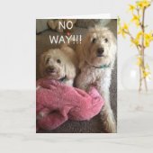 **40ste VERJAARDAG** WENSEN VAN EEN AANTAL SCHATTI Kaart (Gele Bloem)