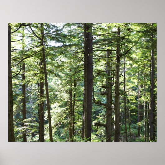 41067 POSTER (Voorkant)