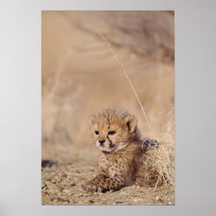 41 dagen oude mannetje uit Namibië Poster