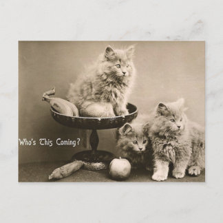 44 huisdieren briefkaart