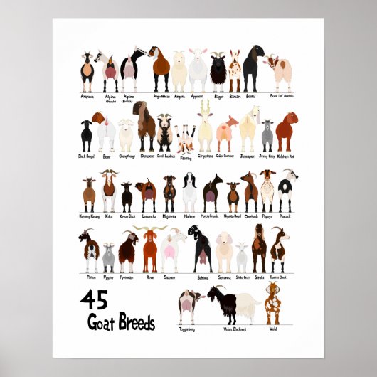 45 Breds of goats chart Poster (Voorkant)