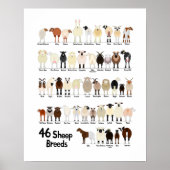 46 breeds of sheep poster (Voorkant)