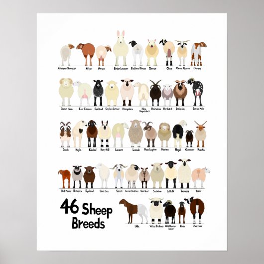 46 breeds of sheep poster (Voorkant)