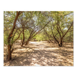 4745-Schaduwbomen in de woestijn Foto Afdruk