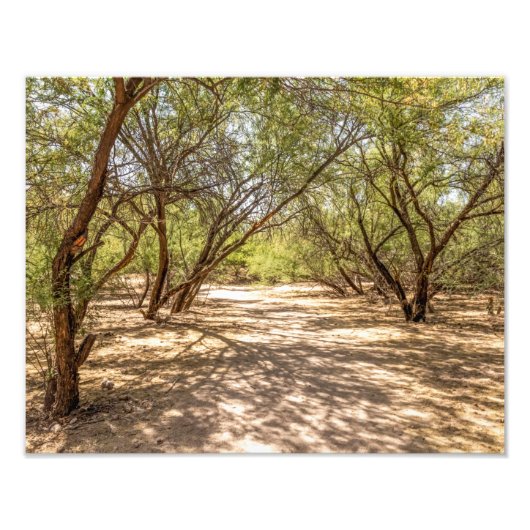 4745-Schaduwbomen in de woestijn Foto Afdruk (Voorkant)