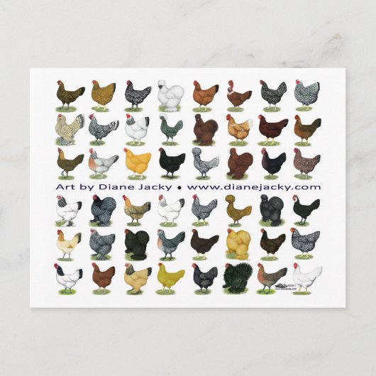 48-Hen Promo Briefkaart (Voorkant)