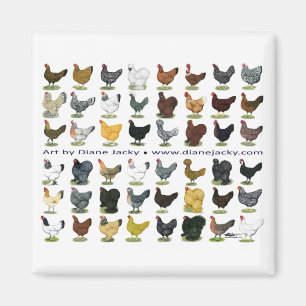 48-Hen Promo Magneet