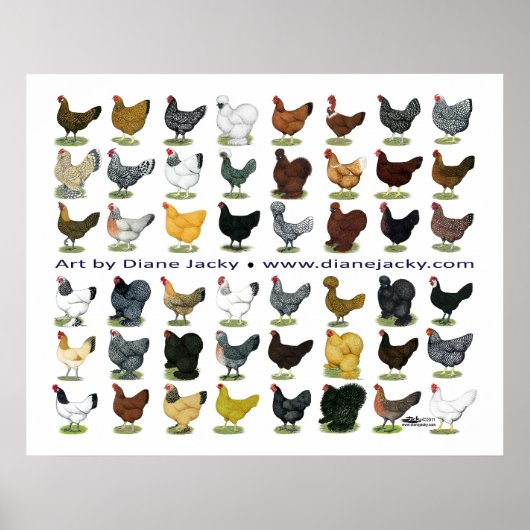 48-Hen Promo Poster (Voorkant)