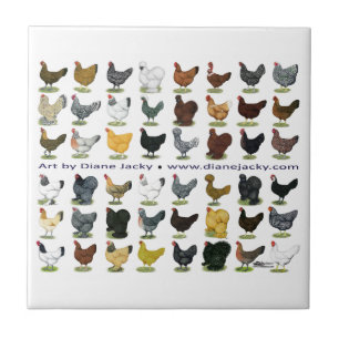 48-Hen Promo Tegeltje