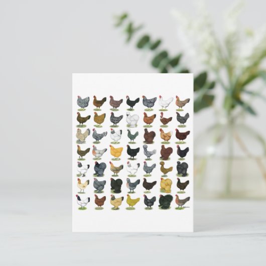 49 Kippen Briefkaart (Staand voorkant)