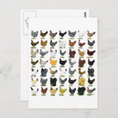 49 Kippen Briefkaart (Voorkant / Achterkant)