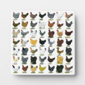 49 Kippen Hennen Fotoplaat (Voorkant)