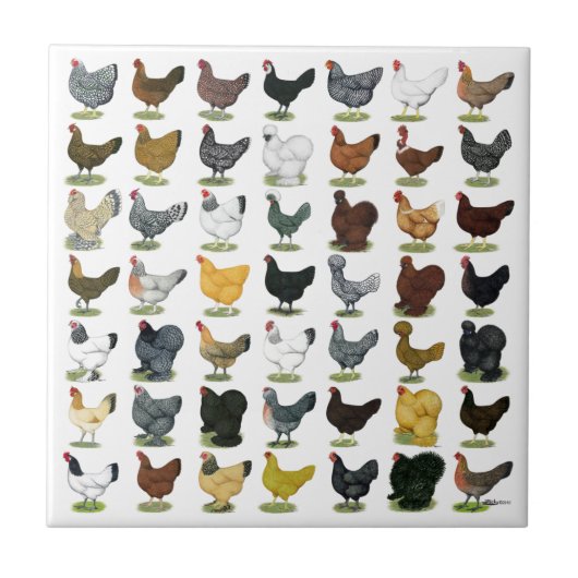 49 Kippen Tegeltje (Voorkant)