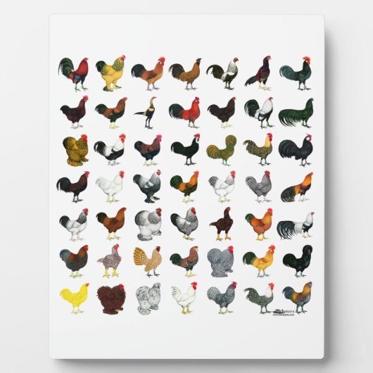 49 Roosters Fotoplaat (Voorkant)