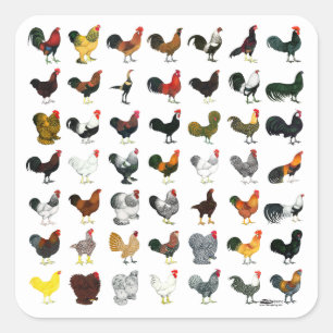 49 Roosters Vierkante Sticker