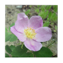 4,25" x 4,25" vierkante tegel Woods Rose roze bloe