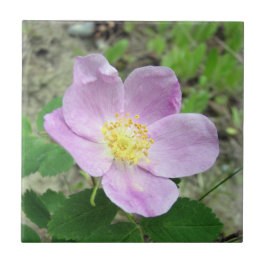 4,25" x 4,25" vierkante tegel Woods Rose roze bloe Tegeltje