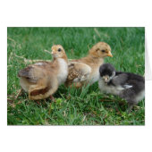 4 Bantam Chicken (Voorkant Horizontaal)