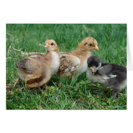 4 Bantam Chicken (Voorkant Horizontaal)