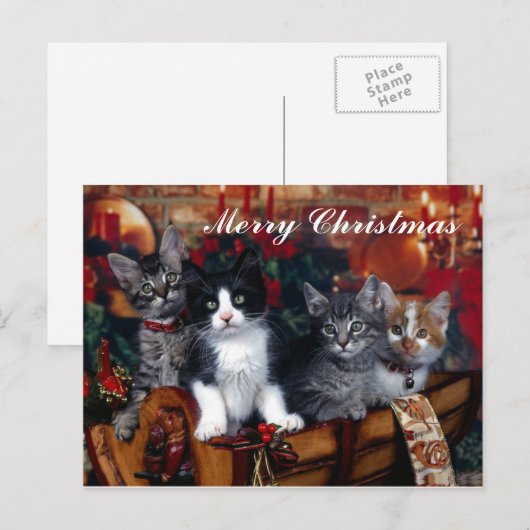 4 Cats Merry Christmas Post Kaart (Voorkant / Achterkant)