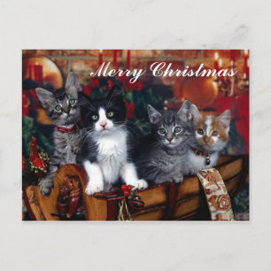 4 Cats Merry Christmas Post Kaart