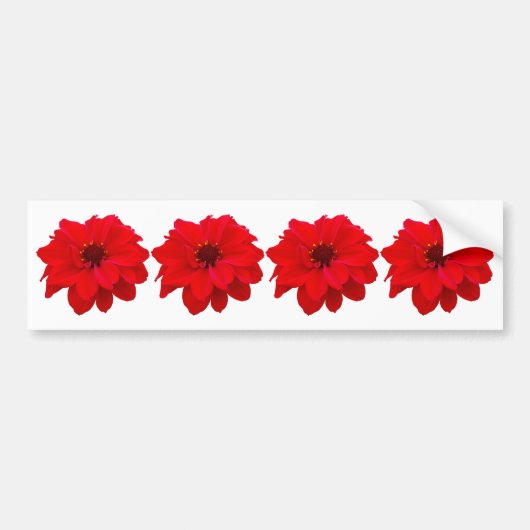 4 Dahlias - Bisschop van Llandaff Bumpersticker (Voorkant)