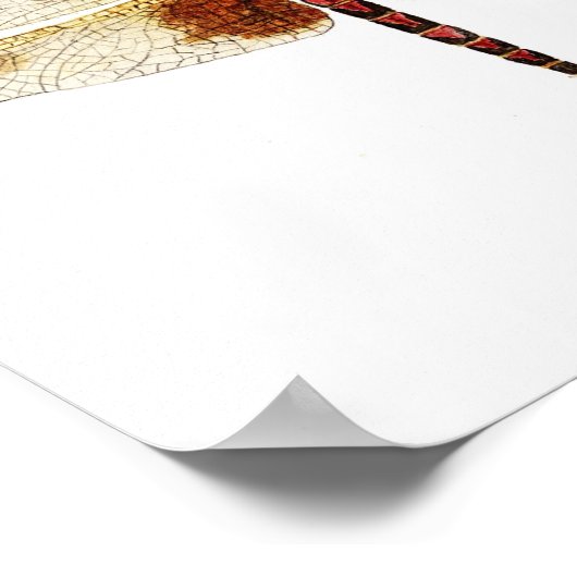 4 Dragonflies Art Poster (Hoek)