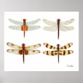 4 Dragonflies Art Poster (Voorkant)