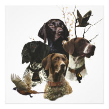 4 Duitse kortharige pointer kleuren