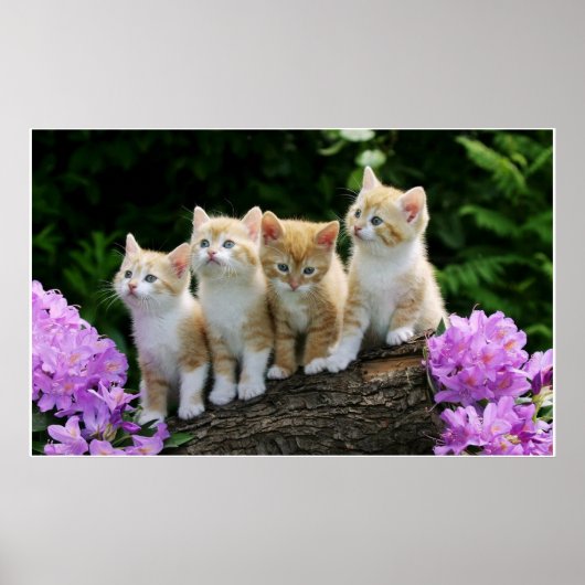 4 gele kittens poster (Voorkant)
