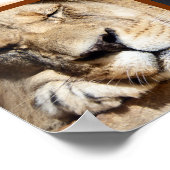 4 gezichten van de leeuw poster (Hoek)