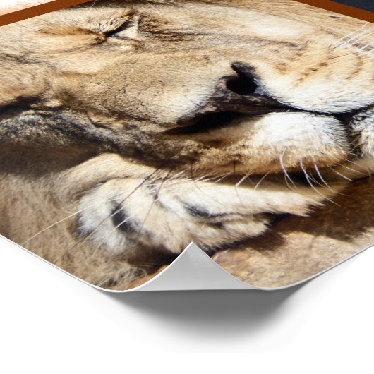 4 gezichten van de leeuw poster (Hoek)