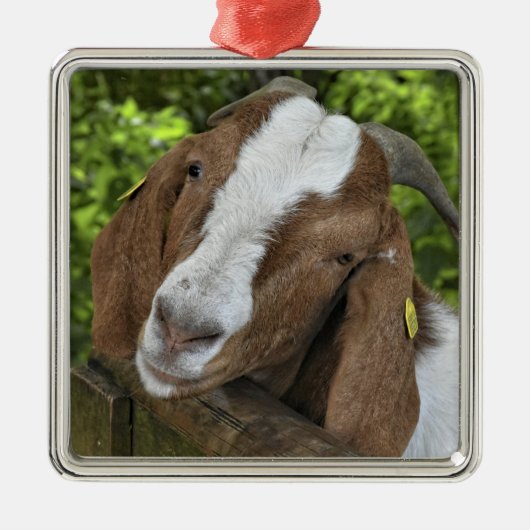 4-H Boer Goat Nanny Metalen Ornament (Voorkant)