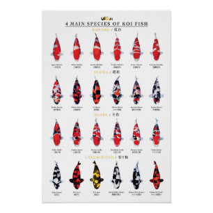 4 hoofdsoorten koi vissen perfect poster