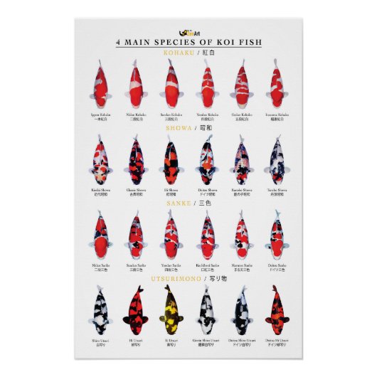4 hoofdsoorten koi vissen perfect poster (Voorkant)